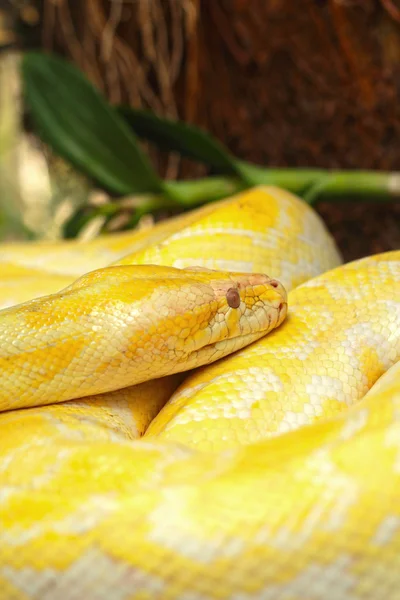 Albino yılan niteliğine — Stok fotoğraf