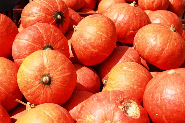 Récoltez de l'orange citrouille fraîche à la ferme pour le jour d'Halloween — Photo