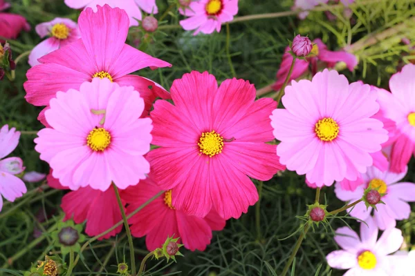 Flor de cosmos rosa no jardim — Fotografia de Stock