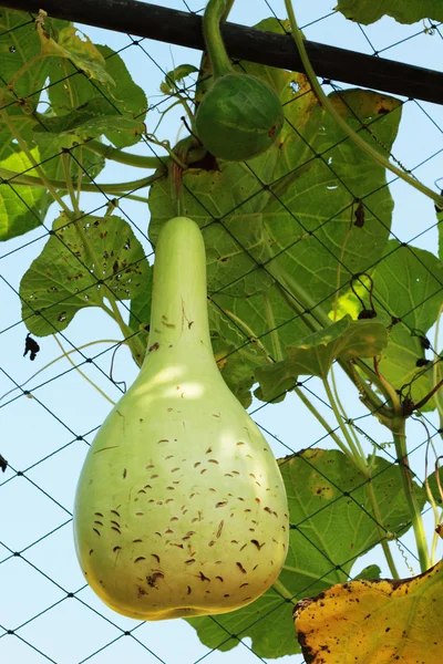 Fresh calabash hanging on the garden — Stock Photo, Image
