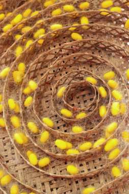 Grup ipek solucan Yuvaları koza