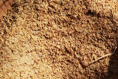 kahverengi pirinç Close-Up