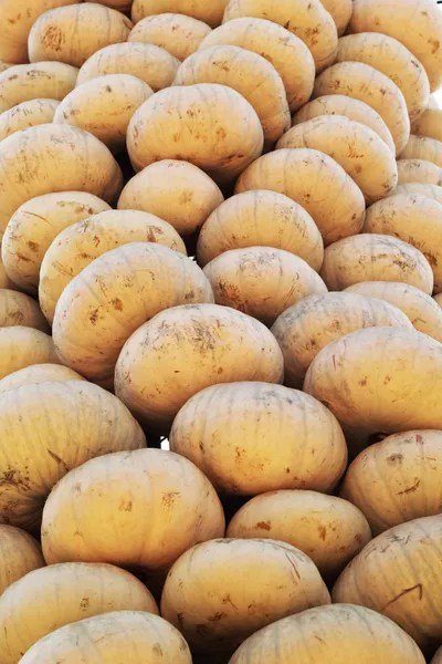 Raccolto zucche in azienda — Foto Stock