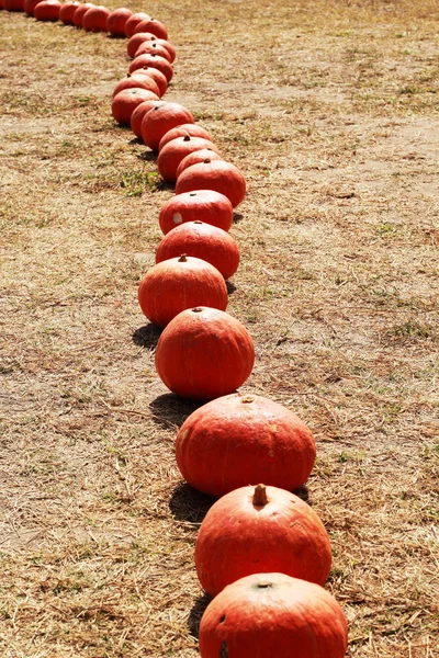 Colha laranja de abóbora fresca na fazenda para o dia de Halloween — Fotografia de Stock