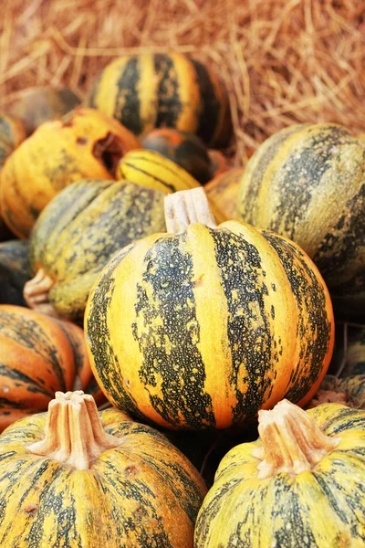 Récolte de citrouilles à la ferme — Photo