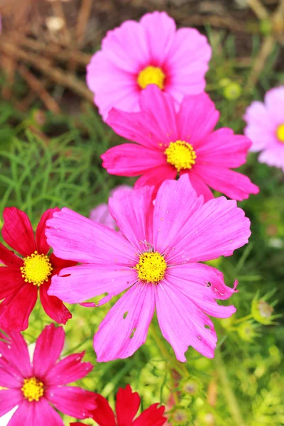 Flor de cosmos rosa no jardim — Fotografia de Stock