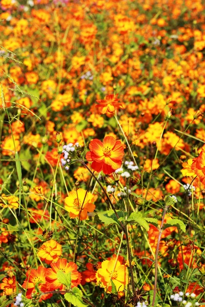 Yellow daisy in the garden. — Stock Photo, Image