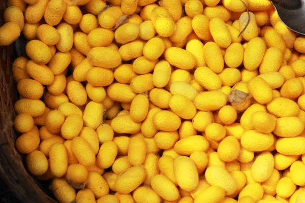 Eine Menge gelber Kokon-Seidenraupen — Stockfoto