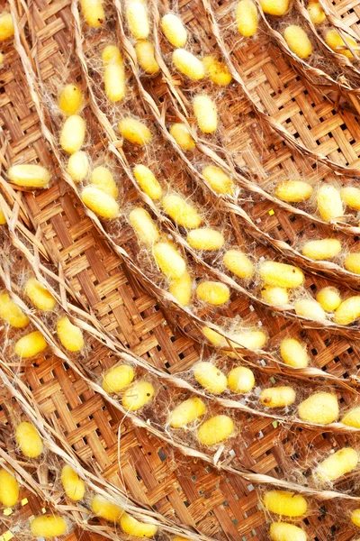 Group of silk worm cocoons nests — Stock Photo, Image