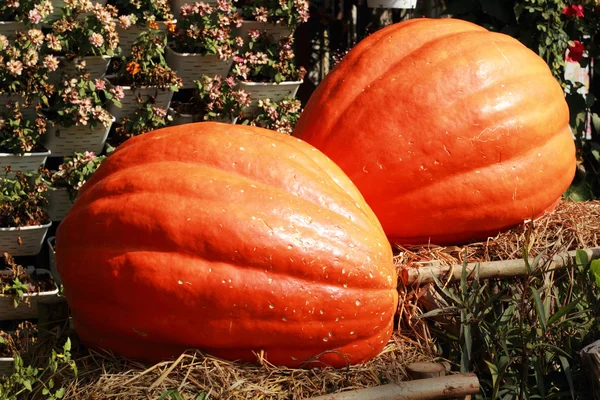 Sklízet čerstvé dýně oranžové na farmě za den halloween — Stock fotografie