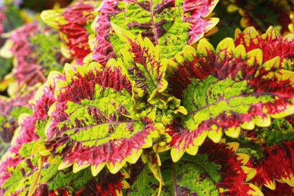 Doğada Coleus yaprakları — Stok fotoğraf