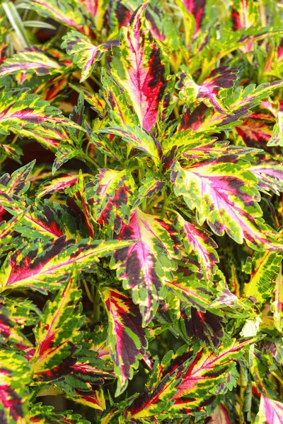 Coleus leaves in the nature — Stock Photo, Image