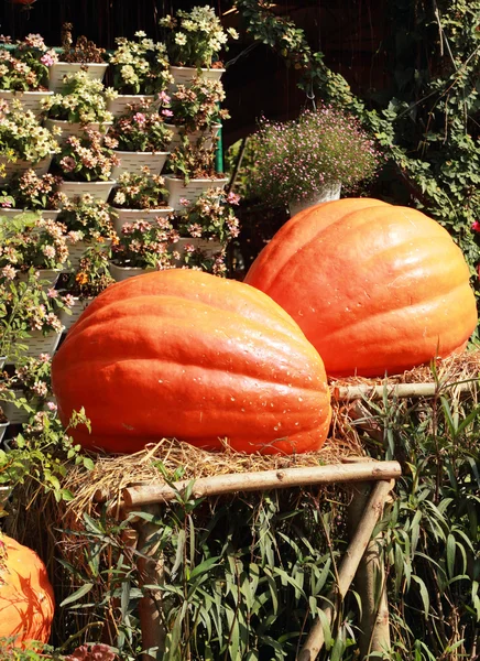 Récoltez de l'orange citrouille fraîche à la ferme pour le jour d'Halloween — Photo