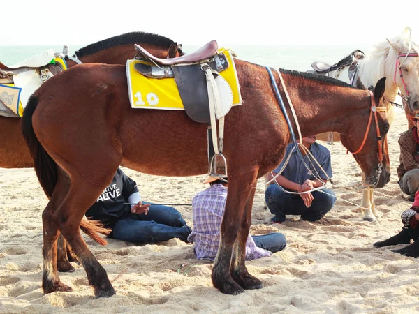 Лошади на прекрасном пляже — стоковое фото