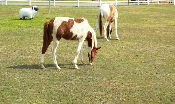Vacker häst på gården — Stockfoto