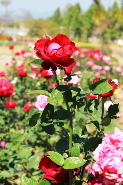 Bahçede kırmızı gül — Stok fotoğraf