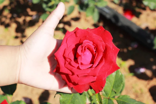 Main aux roses rouges dans le jardin . — Photo