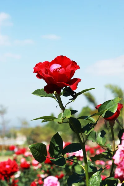 Röd ros i trädgården — Stockfoto