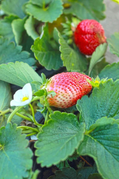 Morango fresco no jardim — Fotografia de Stock