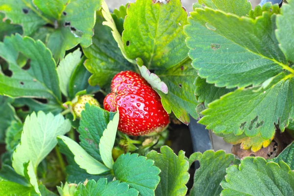 Frische Erdbeeren im Garten — Stockfoto