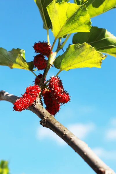 Amoreira fruta no jardim — Fotografia de Stock