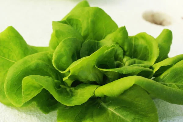 Green salad vegetable in hydroponic farm. — Stock Photo, Image