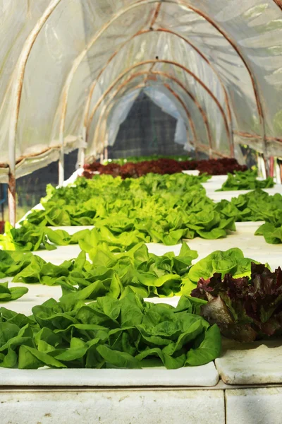 Vegetal hidropônico orgânico no jardim — Fotografia de Stock