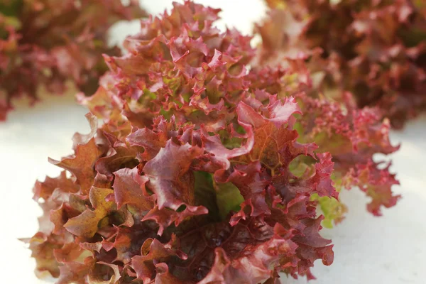 Coral rojo vegetal en granja hidropónica —  Fotos de Stock