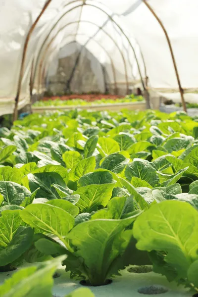 Organik hydroponic sebze Bahçe