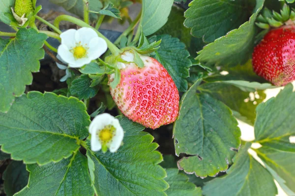 Fresh strawberry in the garden — Stock Photo, Image