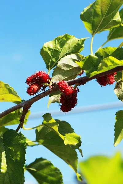 정원에 있는 뽕나무 열매 — 스톡 사진