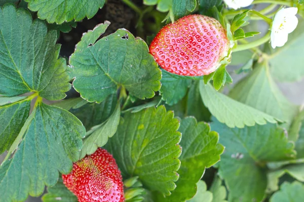 Verse aardbeien in de tuin — Stockfoto