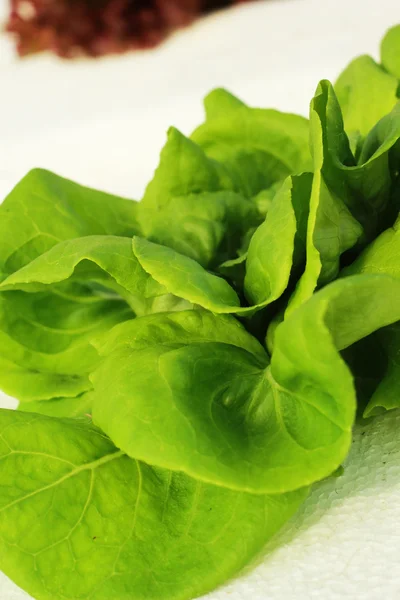 Green salad vegetable in hydroponic farm. — Stock Photo, Image