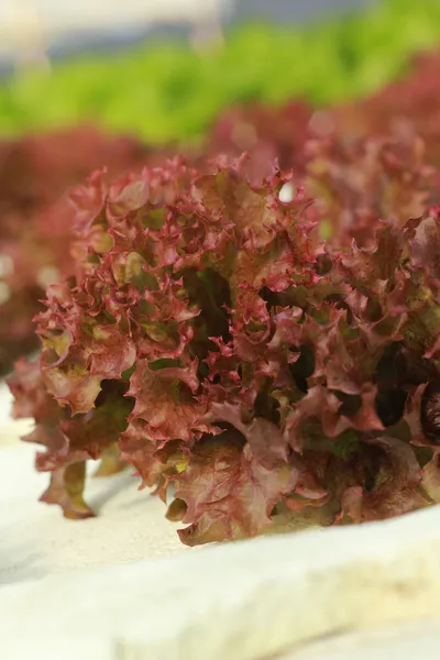 Rotes Korallengemüse in hydroponischer Farm — Stockfoto