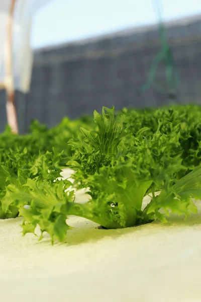 Sałatka z zielonych warzyw w hydroponicznych gospodarstwa. — Zdjęcie stockowe