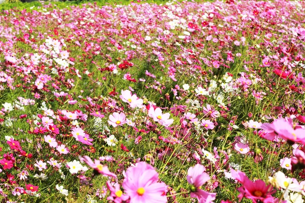 Flor de cosmos rosa no jardim — Fotografia de Stock