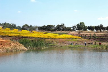 Manzaralı doğal güzelliği ile sarı bir çiçek.