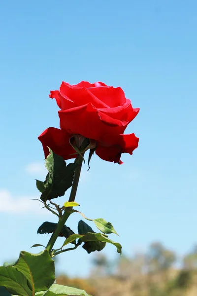 Κόκκινο τριαντάφυλλο με το γαλάζιο του ουρανού — Φωτογραφία Αρχείου