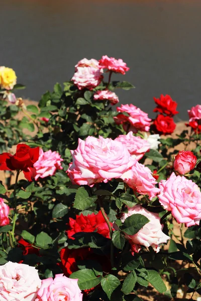 Roze roos in de tuin — Stockfoto