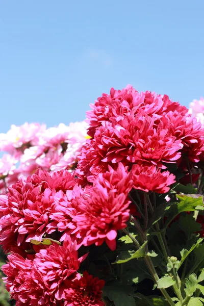 Flores de margarita con cielo azul — Foto de Stock