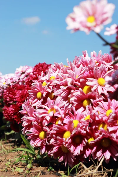 Gerbera fleurs avec ciel bleu — Photo