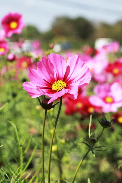 Campo de flor de cosmos rosa — Fotografia de Stock