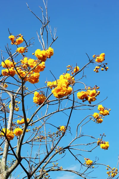 Flor amarilla con cielo azul — Foto de Stock