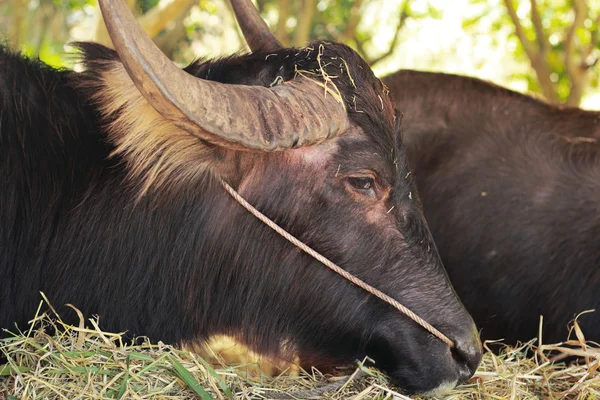 Uzun siyah onun buffalo — Stok fotoğraf