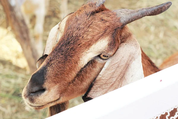 Cabra marrón en la granja — Foto de Stock