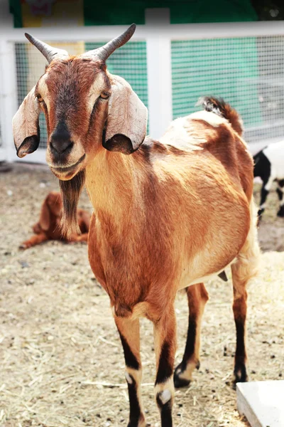 Cabra marrón en la granja — Foto de Stock