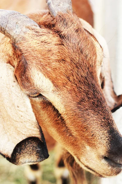Cabra marrón en la granja — Foto de Stock