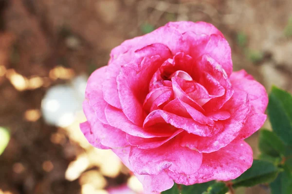 Roze roos in de tuin — Stockfoto