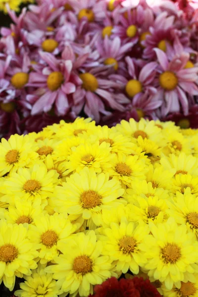 Stokrotka kwiaty - żółte kwiaty w ogrodzie — Zdjęcie stockowe