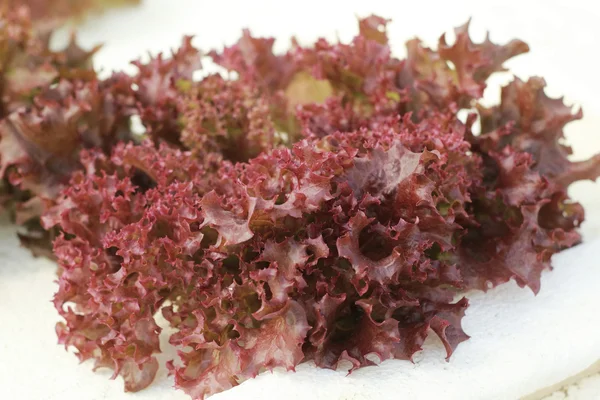Coral rojo vegetal en granja hidropónica —  Fotos de Stock